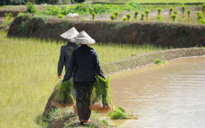 VLOG VIETNAM Rizière des Hauts Plateaux