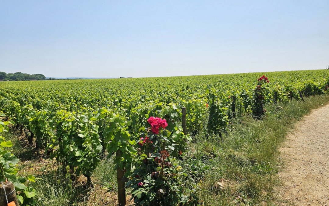 Cap sur la Bourgogne : Beaune, Meursault jusqu’à Nolay