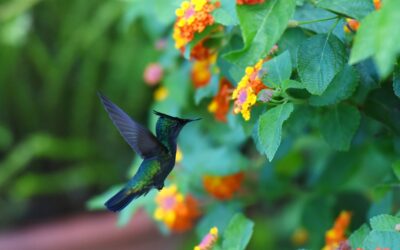Gingembre coquillage (Alpinia zerumbet)